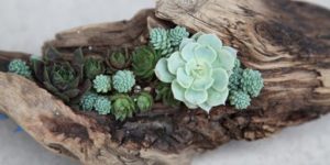 Succulents as an Event Decoration in Dallas