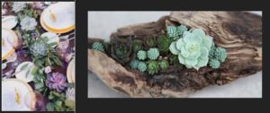 Dallas Catering Rentals:Succulents-as-an-Event-Decoration-in-Dallas1